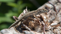 Nominate subsp. male. June 2018, near Indze Voivoda, Burgas, BG