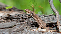 P. m. breviceps. June 2015, near Moccone, Calabria, It