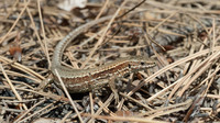 P. m. breviceps. June 2015, near Moccone, Calabria, It