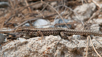 P. m. breviceps male. June 2015, near Moccone, Calabria, It