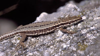 P. m. brogniardi female. April 2002, Mont Lozère, Cevennes, FR