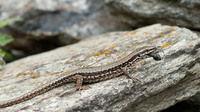 P. m. maculiventris. July 2016, Campello Monti, Valstrona, Piemonte, IT