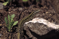 P. m. nigriventris. April 1982, Roman Forum, Rome, Lazio, It