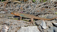 Adult male. October 2006, near Kalamata, Peloponnese, GR