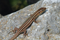 Adult female. October 2006, Karyovounio, Mani, Peloponnese, GR