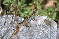 Adult male. October 1999, Peninsula old Asini, Tolo, Peloponnese, GR