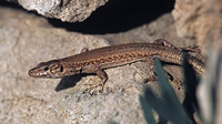 Female. July 2005, Cala Rajada, Mallorca, ES