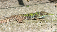 Nominate subsp. male. April 2010, near Lago dell'Angitola, Calabria, IT