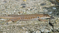 Nominate subsp. female. April 2010, near Lago dell'Angitola, Calabria, IT
