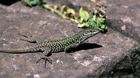 Invalid subsp. P. s. cetti. June 2001, Oliena, Sardinia, It