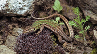 P. s. campestris female. April 1998, Siena, Tuscany, It