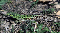 Male. April 2001, Mega Derio, Thrace, GR