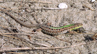 Female. May 1998, beach Baltata reserve, Albena, Varna, BG