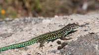 Male. July 2018, Santa Maria della Neve, Monte Limbara, Sardinia, IT