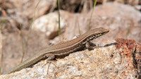 Female. August 2019, Cascades de Radules, Haute-Corse, FR