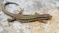 Female. April 2006, PN Los Alcornocales, Andalucia, ES