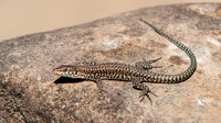 Juvenile. July 2017, Jimena de la Frontera, Cádiz, Andalucia, ES