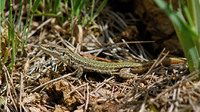 Male. April 2006, along Rio Borosa, Sierra de Cazorla, Andalusia, ES