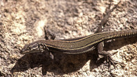 Female. October 2002, Sierra de Cazorla, Andalucia, ES