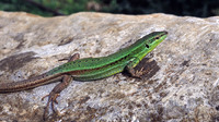 Male. March 2005, Monte Pelegrino, Palermo, Sicily, IT