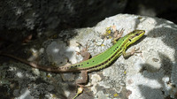 Female. May 2010, South Nebrodi, Sicily, IT