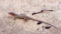 Adult male in breeding colours. May 1997, near Mazagon, Andalusia, ES