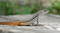Juvenile. April 2006, El Acebuche, Cota Doñana, Andalusia, ES