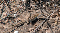 Female. April 2015, Torre de la Mata, Alicante, Valencia, ES
