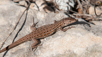 Male. November 2017, Cabo de Santa Pola, Alicante, ES
