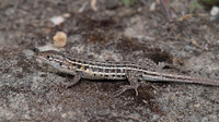 Male. May 2012, Andosilla, Navarra, ES