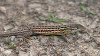Male. May 2012, Andosilla, Navarra, ES