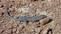 Female. May 1997, near Los Bodegonos, Cota Doñana, Andalusia, ES