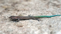 Juvenile. October 2010, Lithica quarry S'Hostal, Ciutadella, Menorca, ES