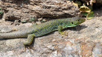 Adult. May 2012, Punxeiro, Orense, Galicia, ES