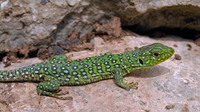 Subadult. April 2006, PN Los Alcornocales, Andalusia, ES