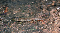 Juvenile. October 2003, Monfragüe, Extremadura, ES