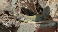 Male. April 2015, Guardamar del Segura, Valencia, ES
