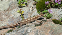 Female. July 2016, Campello Monti, Valstrona, Piemonte, IT