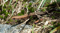 Young male. July 2016, Campello Monti, Valstrona, Piemonte, IT