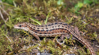 Nominate subsp. female. July 2010, Riedenersee, Rieden, Tirol, AT