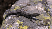 Nominate subsp. melanistic individual. May 2005, Perelik, Smoljan, BG
