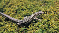 Z. v. louislantzi male. July 2004, Bagergue - Cabana des Calhaus, Catalunya, ES