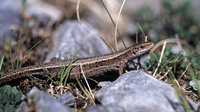 Z. v. louislantzi female. July 2004, Bagergue - Cabana des Calhaus, Catalunya, ES