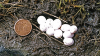 Z. v. louislantzi egg clutch. July 2004, Bagergue - Cabana des Calhaus, Catalunya, ES