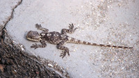 Nominate subsp. juvenile. September 1997, near old fortress Kerkyra, Corfu, GR