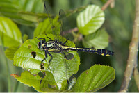 Mature male. May 2010, riv. Beerse, Kampina, Boxtel, prov. Noord Brabant, NL
