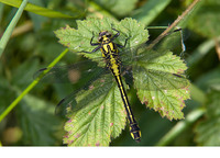 Female. May 2010, riv. Beerse, Kampina, Boxtel, prov. Noord Brabant, NL