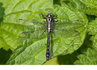 Mature male. May 2012, riv. Aisne, Guignicourt, dept. Aisne, FR