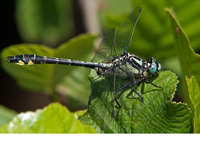 Blue-eyed individual, intermediate G. schneideri ? June 2012, Strandzha NP, BG