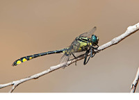 Mature male. June 2017, near Ag. Andreas, Achaia, Peloponnesos, GR